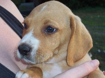 Lisa's Puppy #7