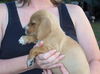 Lisa's Puppy #7