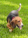 Ari