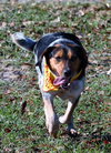 Mason II