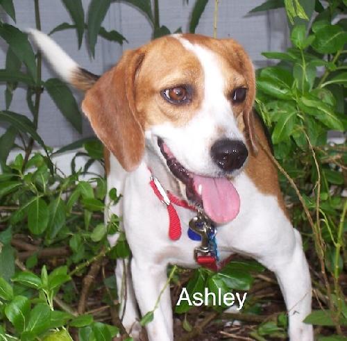 Ashley II