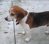 Axle