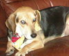 Dixie V