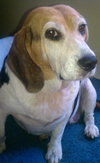 Dixie Chick