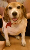 Dixie Chick