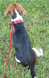 Bruno II