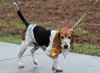 Bruno II