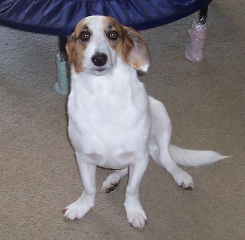 Dodger
