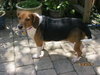 Snoopy Doo