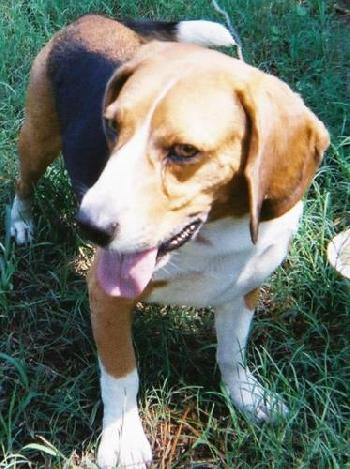 Shiloh