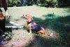 Shiloh