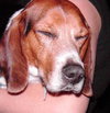 Cooper