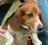 Cooper