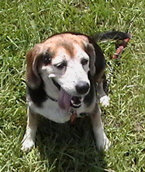 Sparky