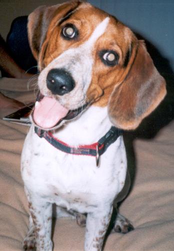 Beag