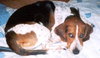 Beag