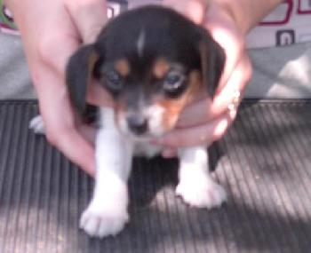 Matilda's pup #1 F