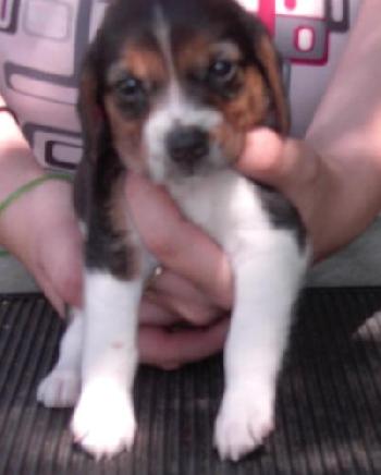 Matilda's pup #2 female