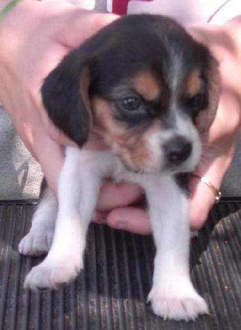 MAT'S PUP #5 FEMAL