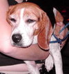 Betsy