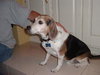 Snoopy II