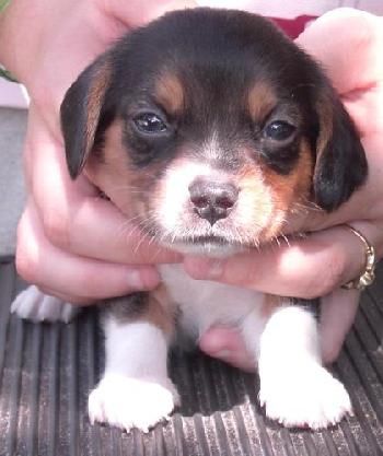 MAT'S MALE PUP #4