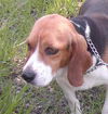 Banjo
