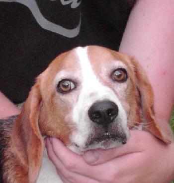 Buddy