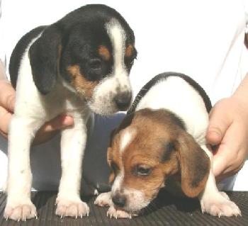Miranda's Little Boys