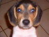 Snoopy III