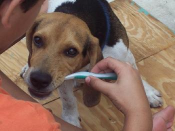 Snoopy III