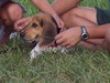 Snoopy III