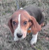 Jingles