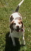 Missy II