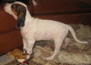 Casper - Audrey's pup