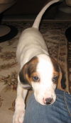 Casper - Audrey's pup