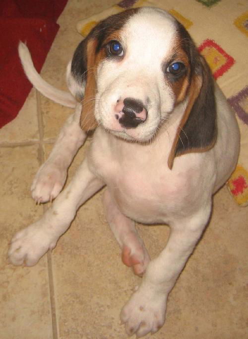 Casper - Audrey's pup