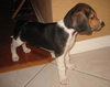 Brutus IV - Audrey's pup
