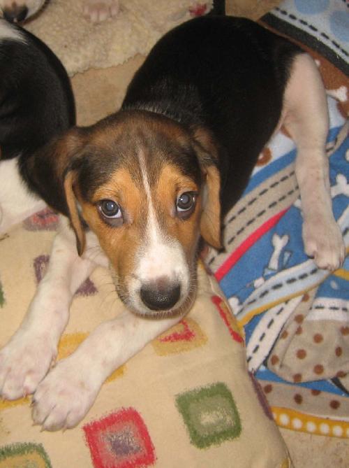 Brutus IV - Audrey's pup