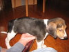 Brutus IV - Audrey's pup