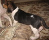 Brutus IV - Audrey's pup