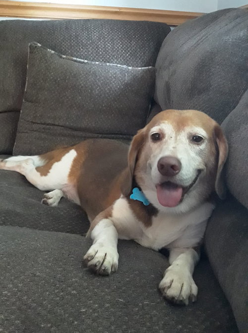 Toby Wrangler