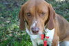Toby Wrangler