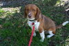 Toby Wrangler