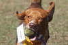 Toby Wrangler