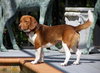 Toby Wrangler