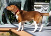 Toby Wrangler