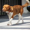 Toby Wrangler