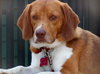 Toby Wrangler
