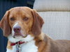 Toby Wrangler